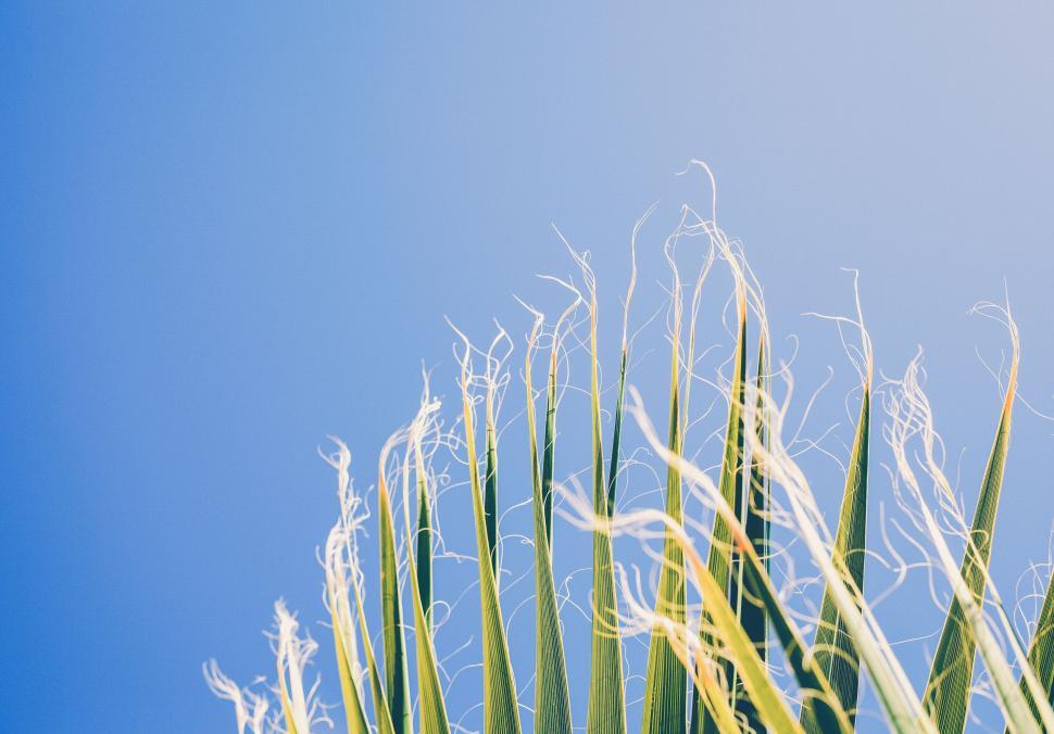 Free Image of Tall grass silhouetted against blue sky 