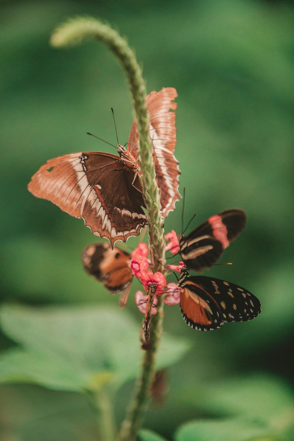 Free Image of Butterflies perching on pink flowers 