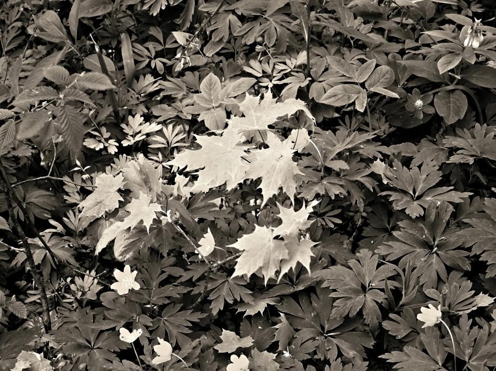 Free Image of Young leafs 
