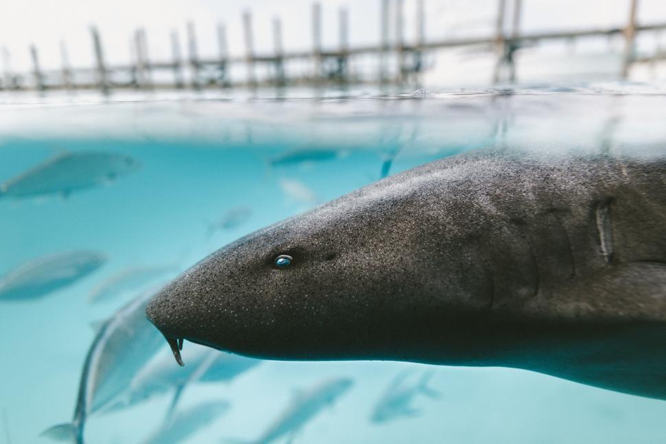 Free Image of Underwater view of a nurse shark 