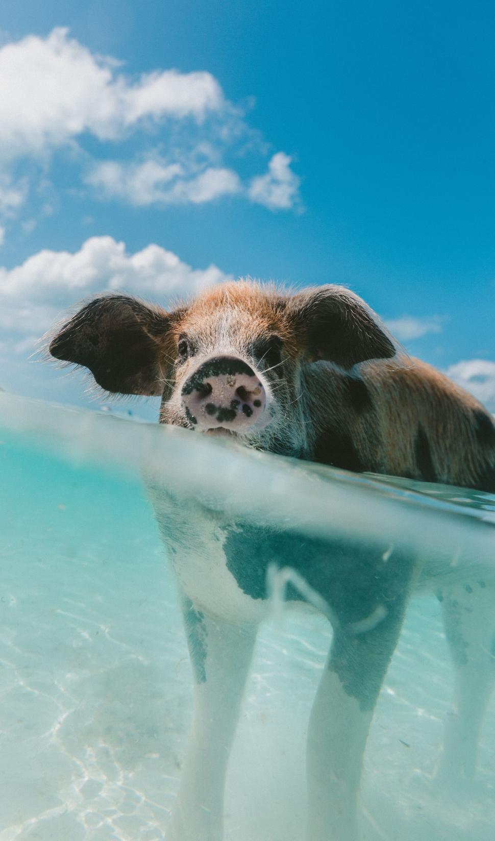 Free Image of Swimming Pig Split View Tropical Waters 