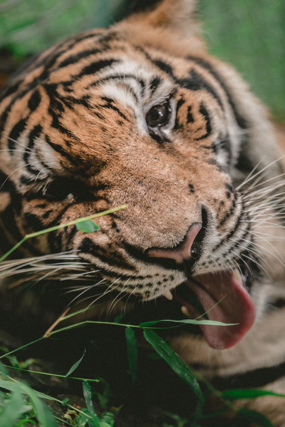 Free Image of Close-Up of Tiger with Open Mouth 