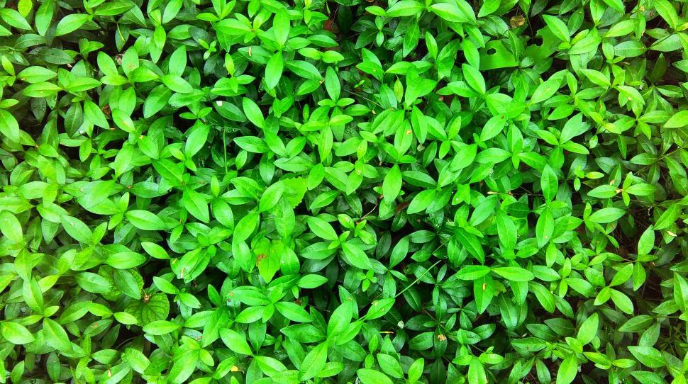 Free Image of Lush green foliage texture background 