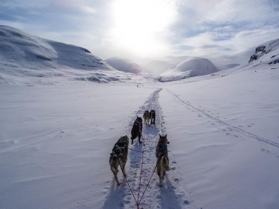 Free Image of Dog sledding team in snowy mountain landscape 