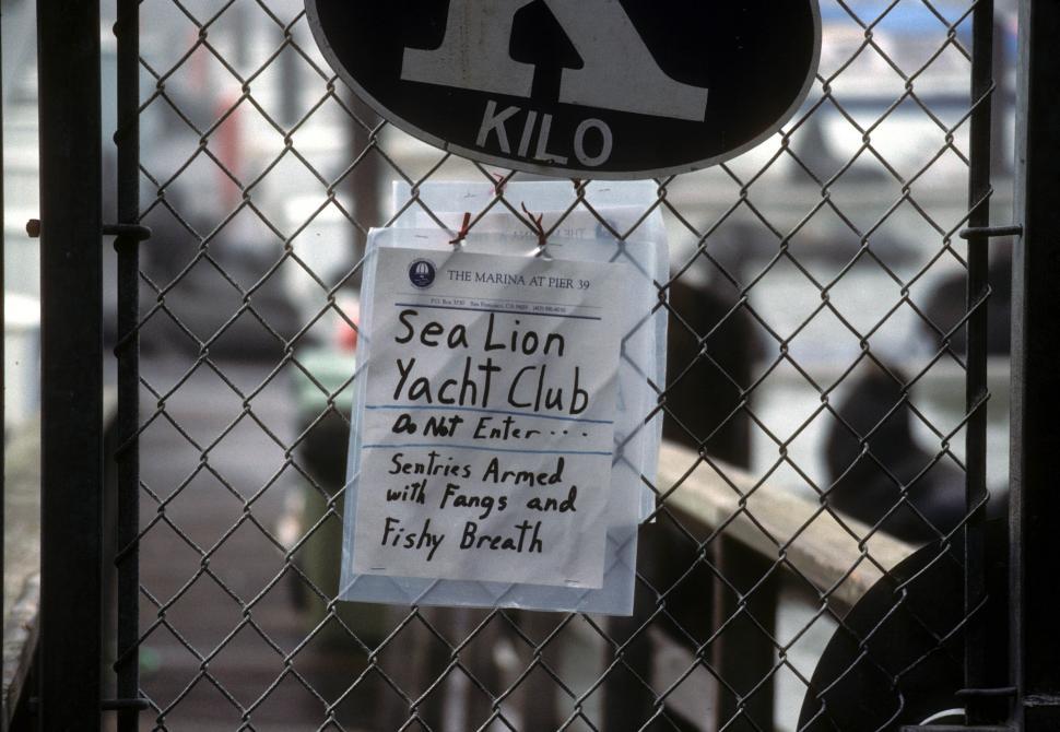 Free Image of Sea lion yacht club 