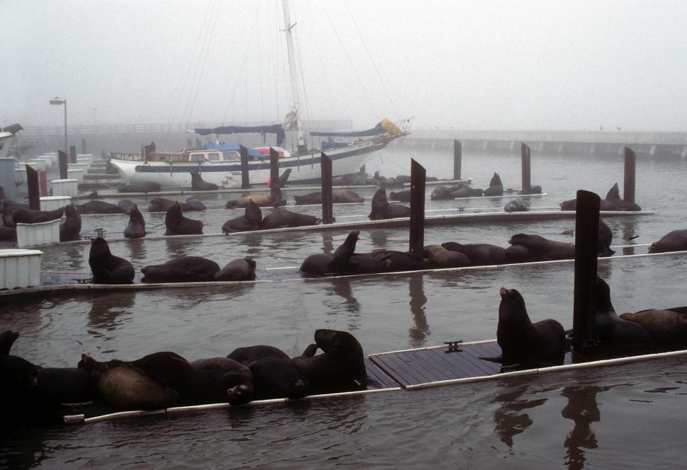 Free Image of Sea lions on the docks 