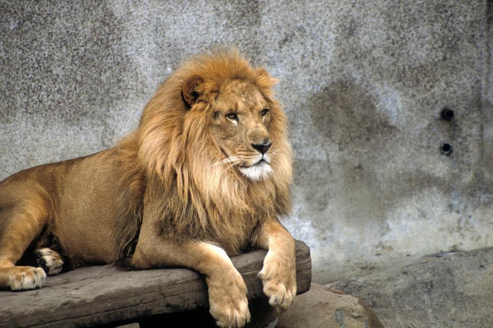 Free Image of Male lion on a ledge 