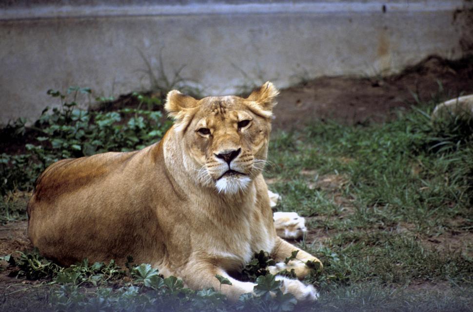 Free Image of Lioness lying down in the zoo 