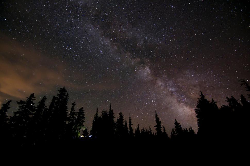 Free Image of Starry sky over a pine forest 