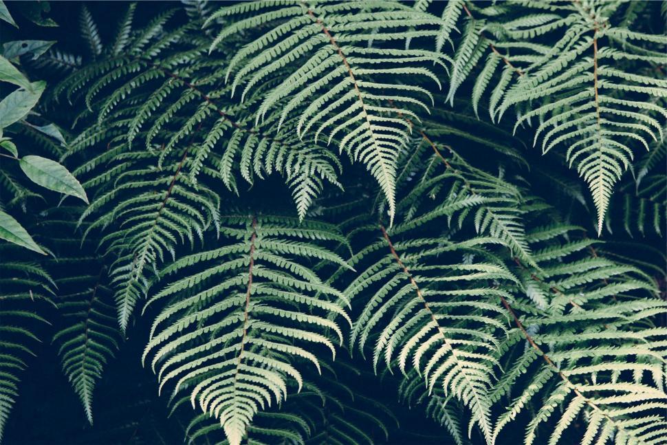 Free Image of Dense green fern leaves pattern 