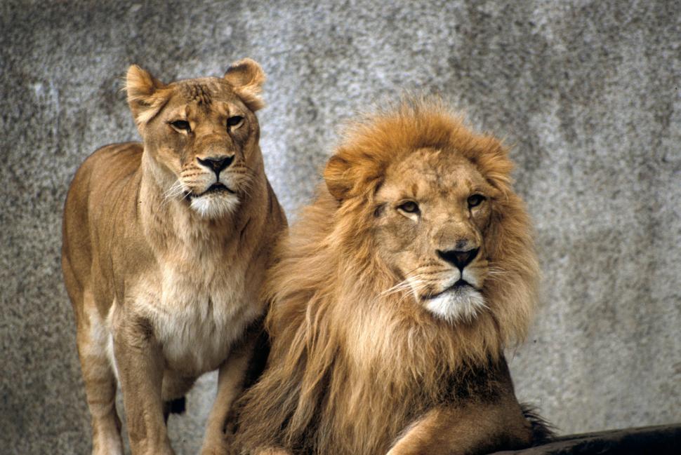 Free Image of Lions together 