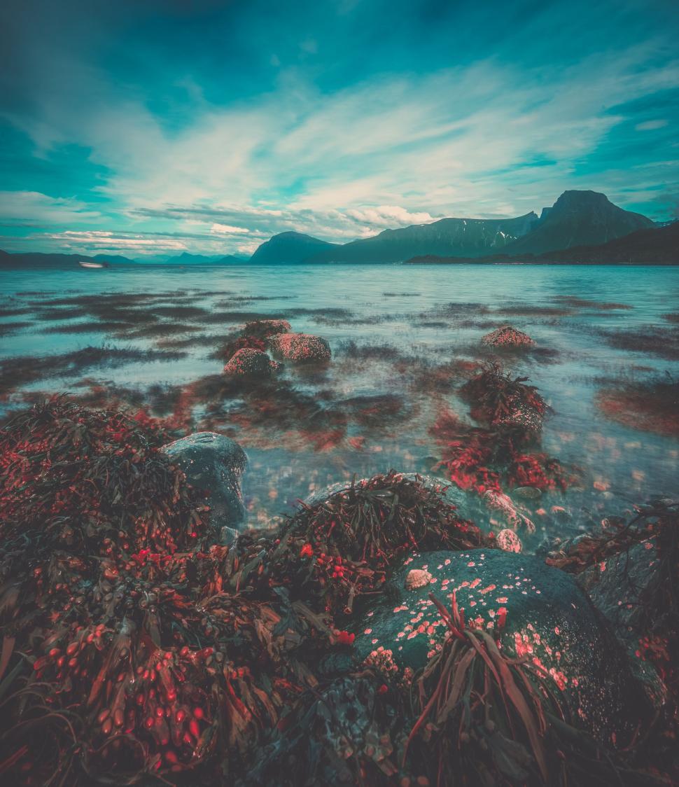 Free Image of Seascape with rocky shore and algae 