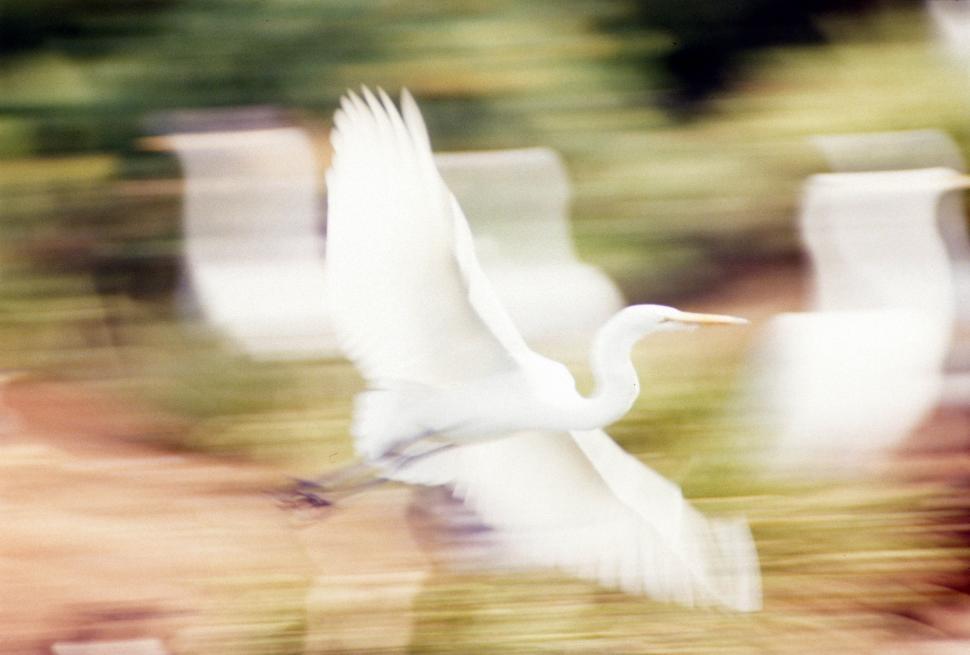 Free Image of Crane in flight 