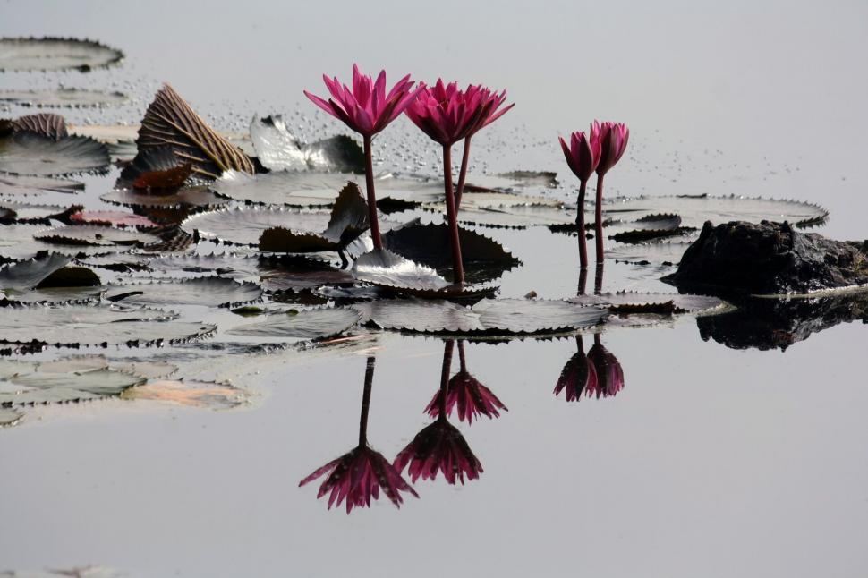 Free Image of Pink water lilies in a tranquil pond 