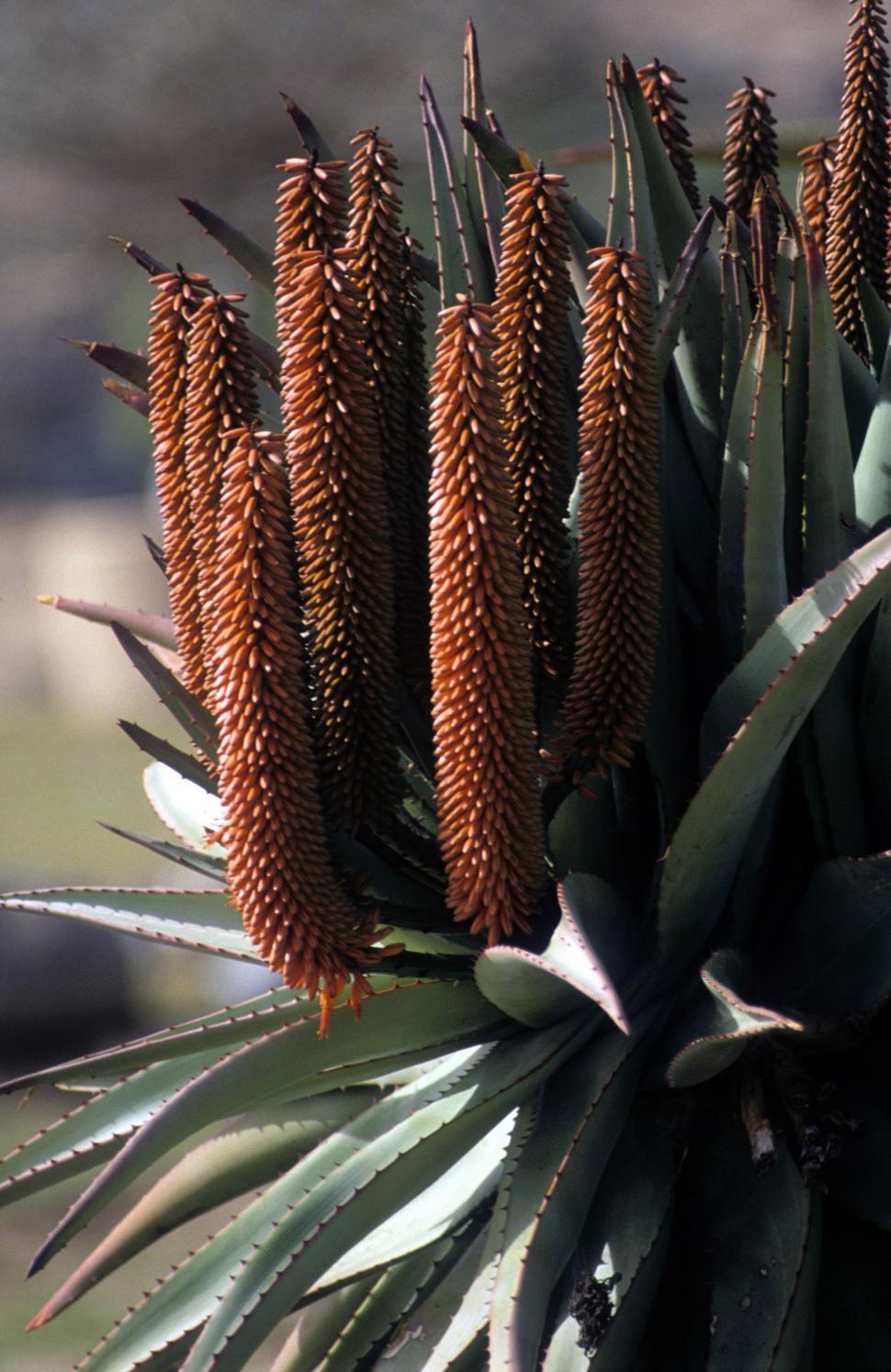 Free Image of Aloe budding 