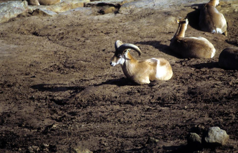 Free Image of Rocky Mountain Bighorn sheep 