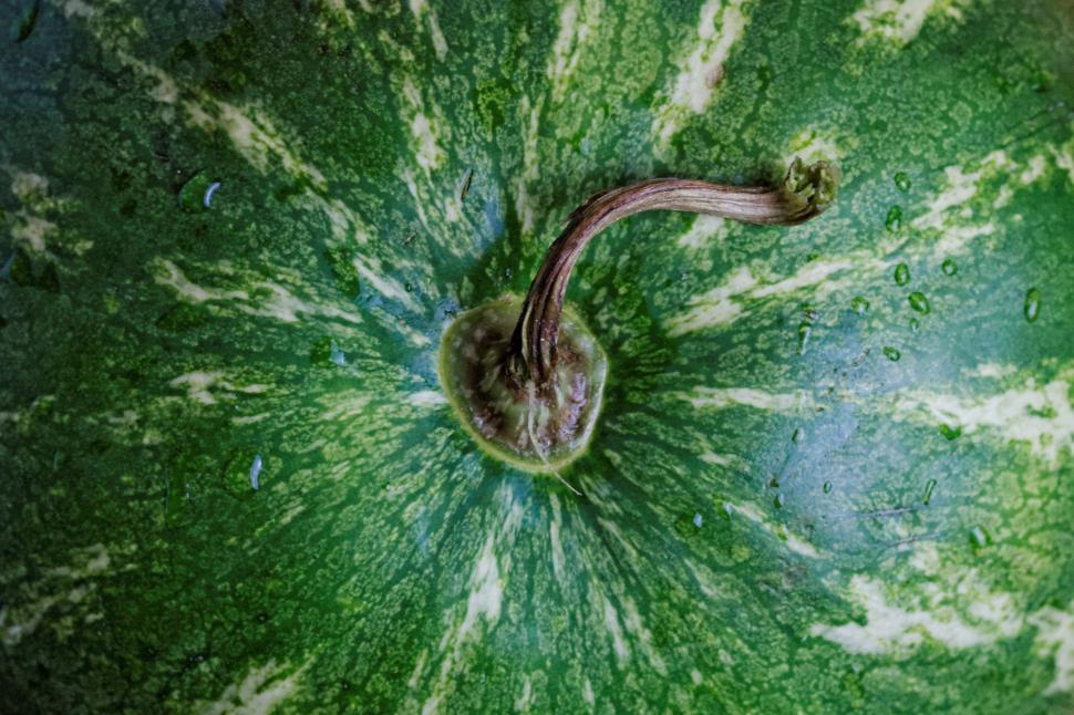 Free Image of Close-up of watermelon skin and stem 
