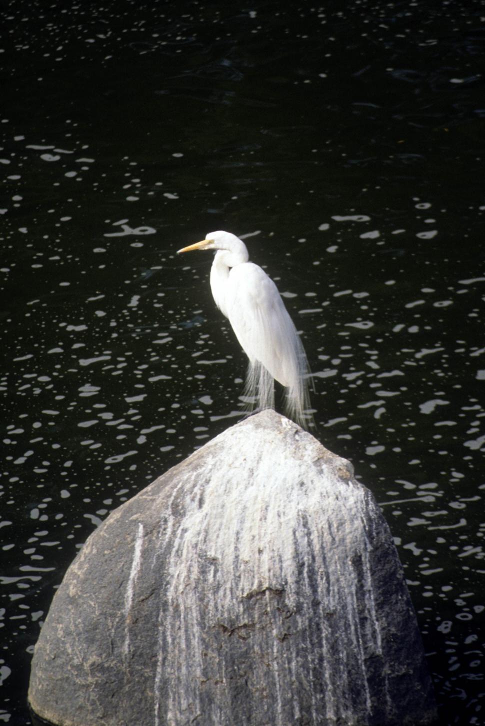 Free Image of Great egret 
