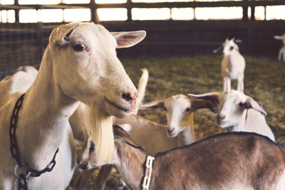 Free Image of Goats in a pen looking at camera 