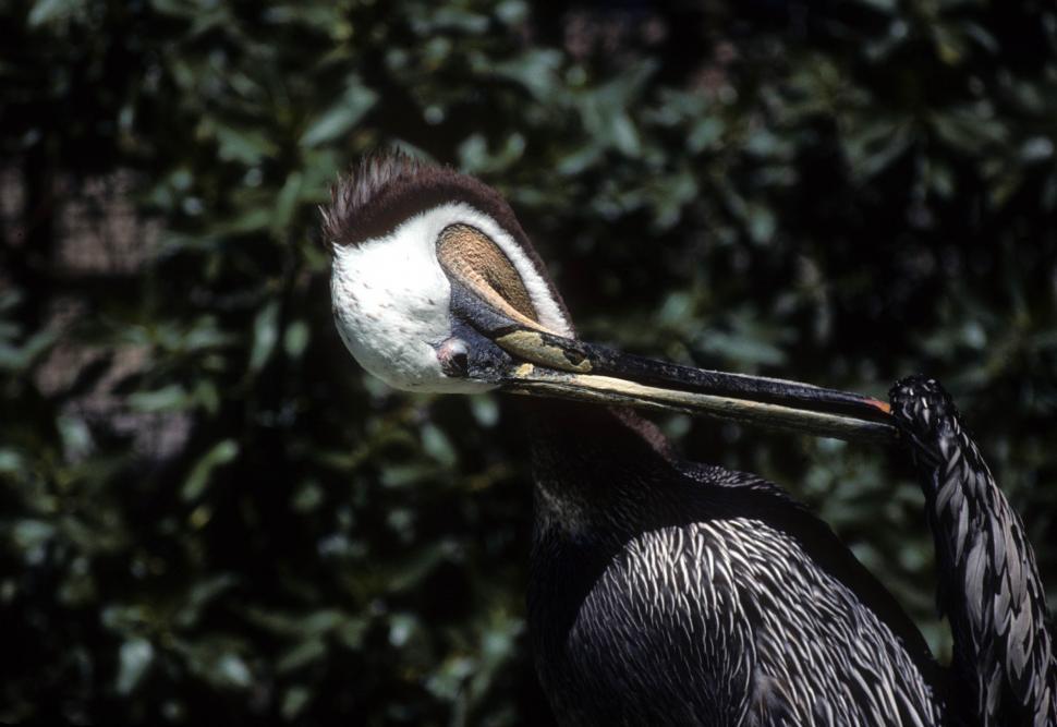Free Image of Brown pelican 