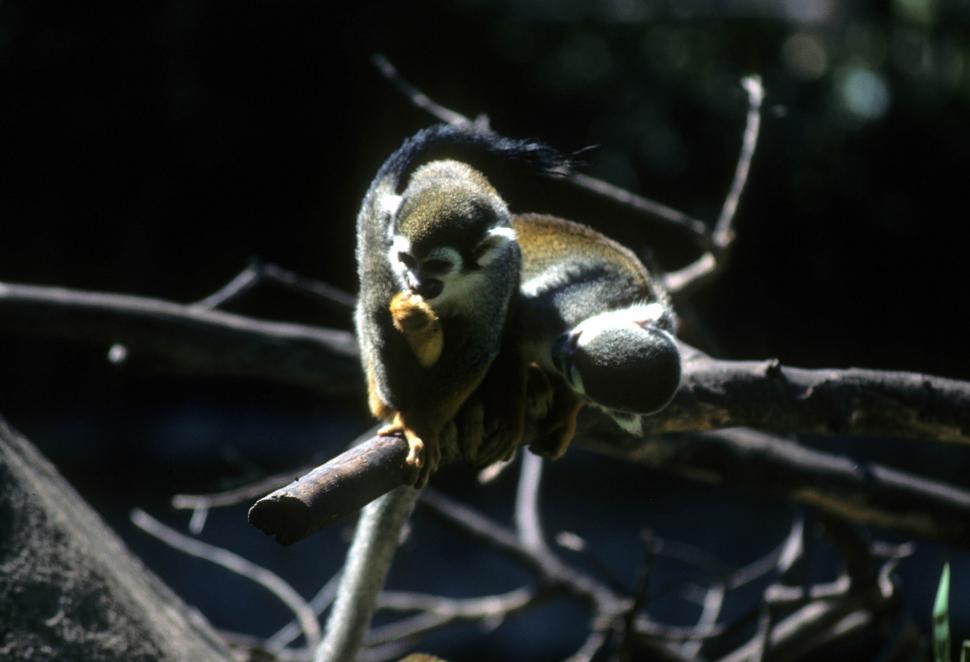 Free Image of Black squirrel monkey 