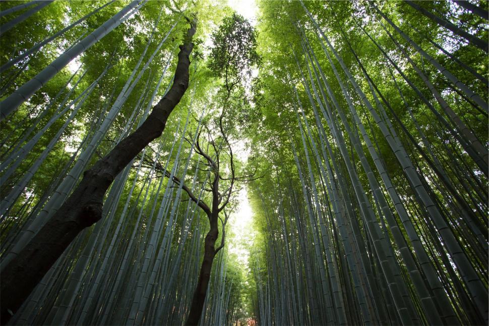 Free Image of Bamboo forest with sunlight 