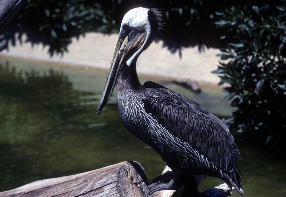 Free Image of Brown pelican 