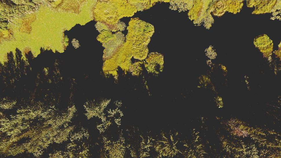 Free Image of Top-down view of a forest 