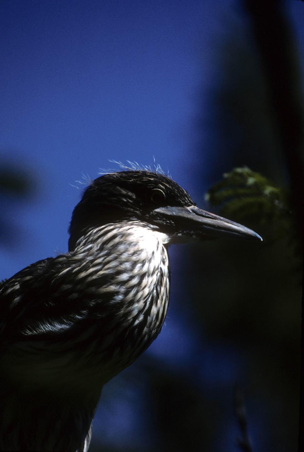 Free Image of Bird 