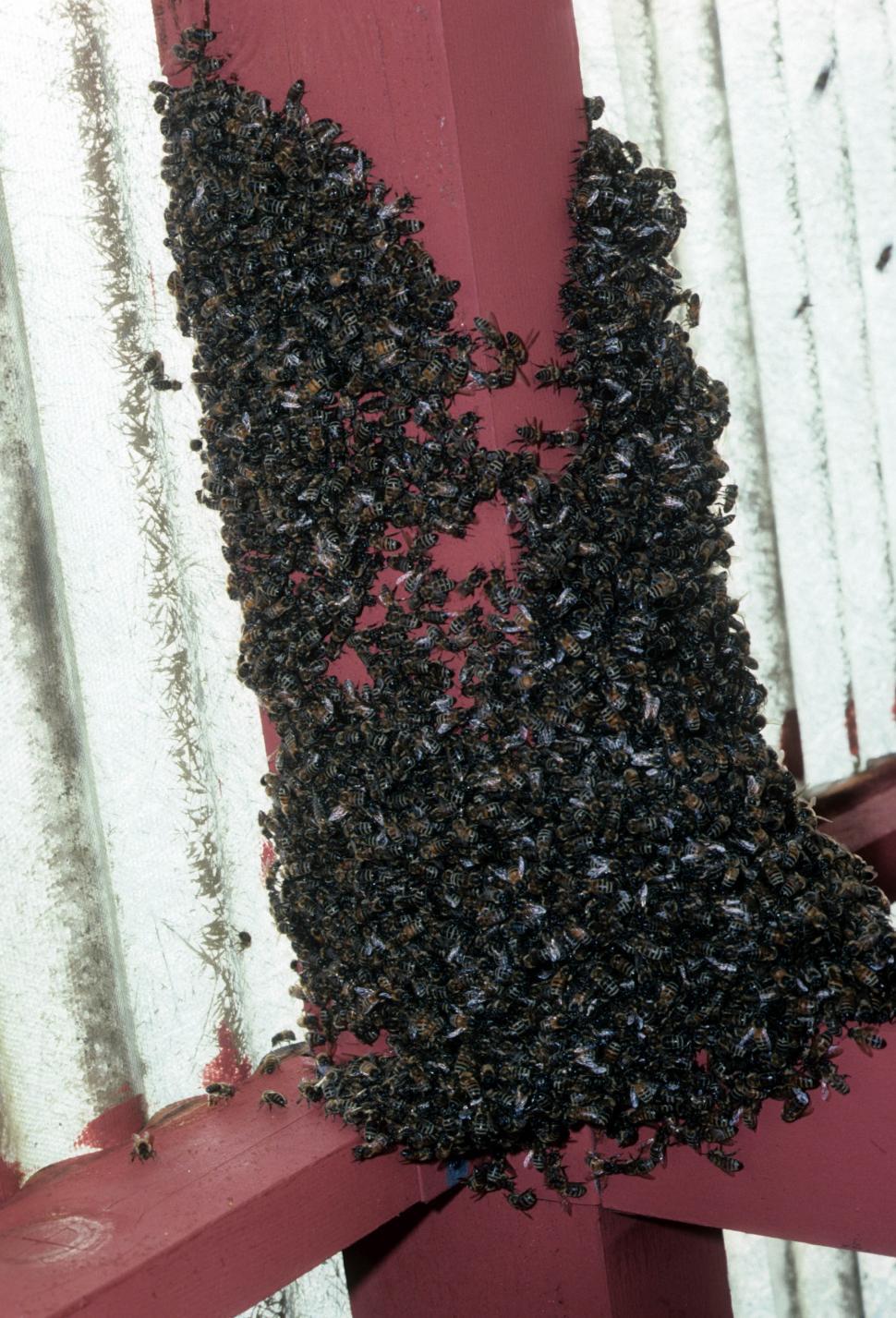 Free Image of Swarm of bees 