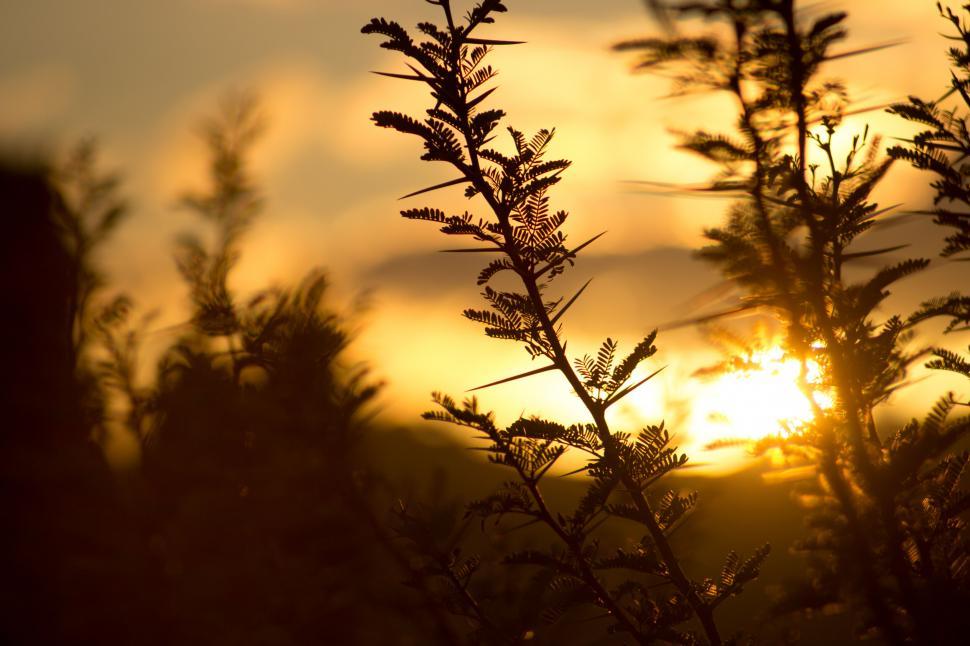 Free Image of Sunset through the foliage of fern plants 