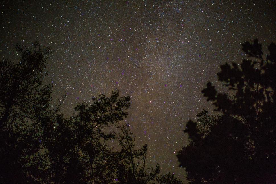 Free Image of Starry night sky over silhouette trees 