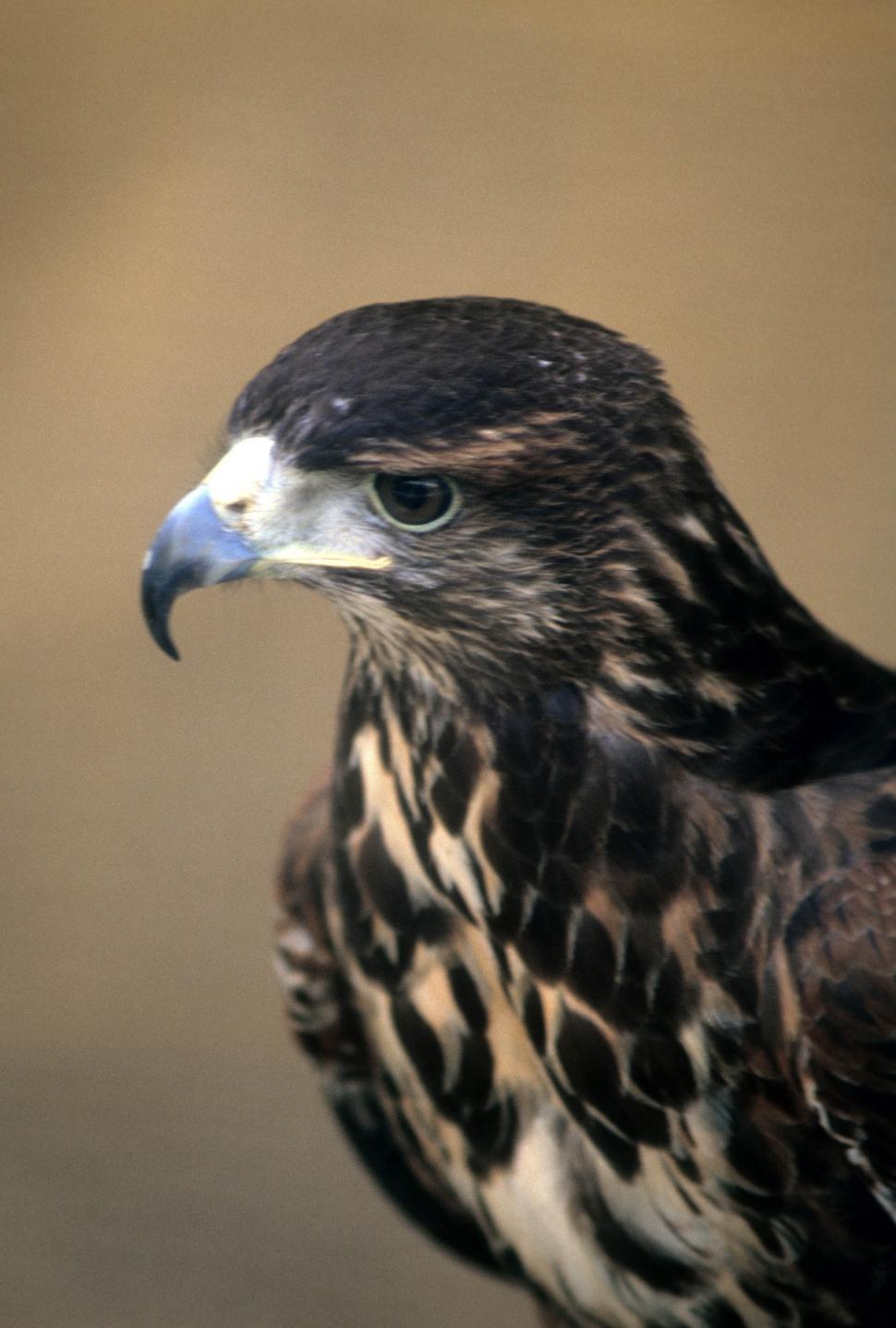 Free Image of Red tailed hawk 