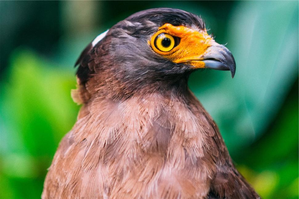 Free Image of Close-up of a bird with yellow eyes 