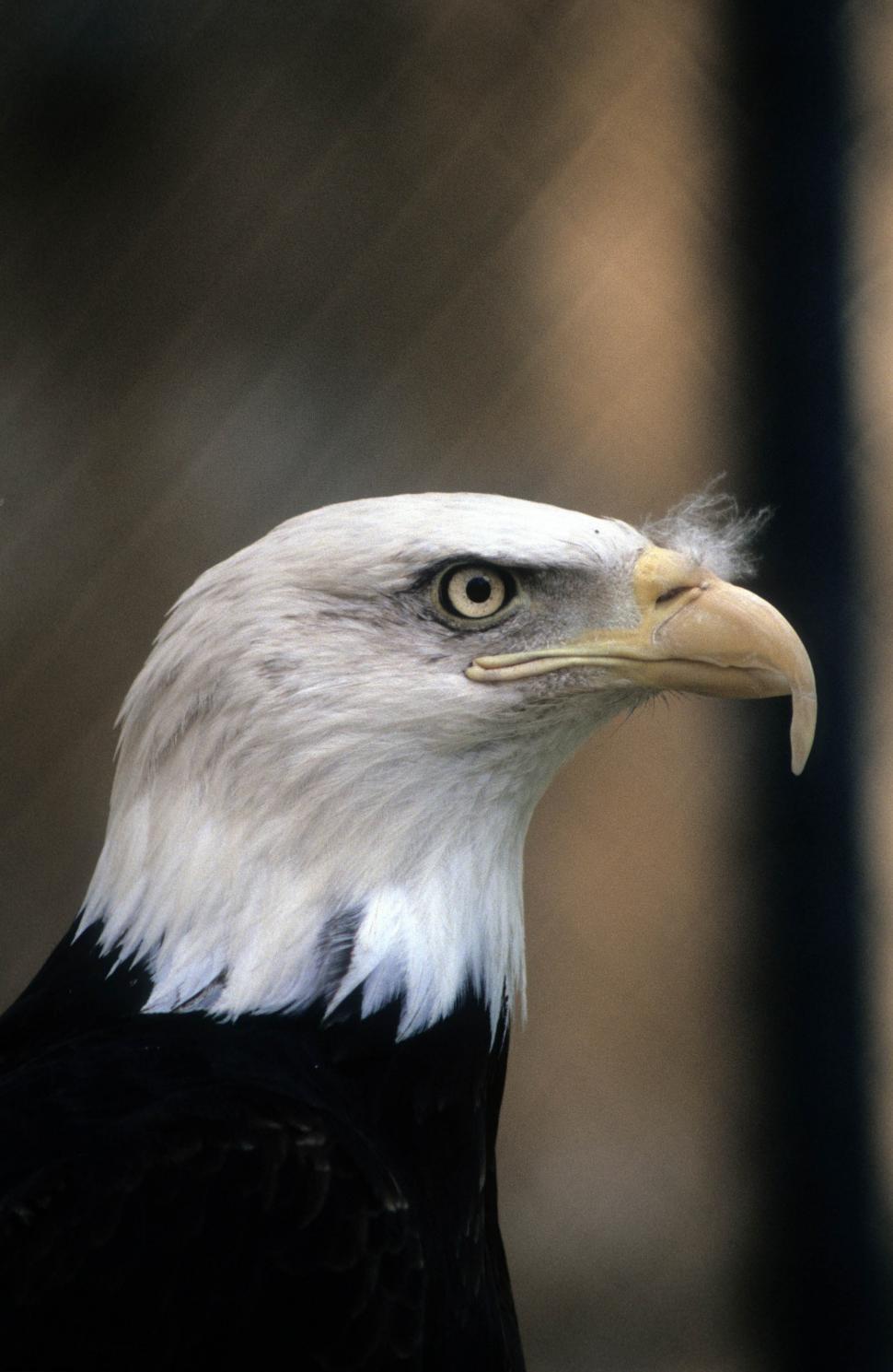 Free Image of Bald eagle 