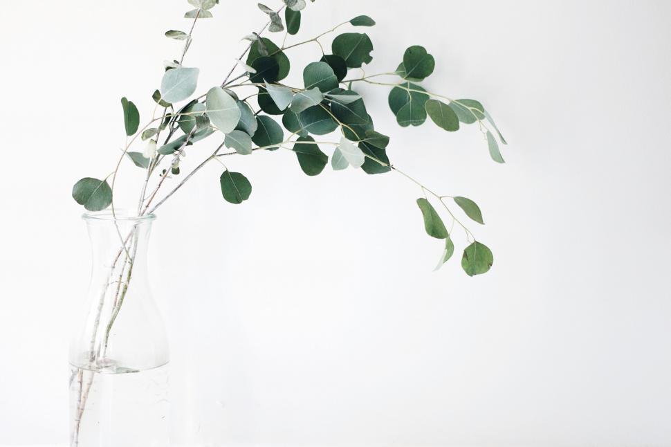 Free Image of Eucalyptus branches in a clear vase 