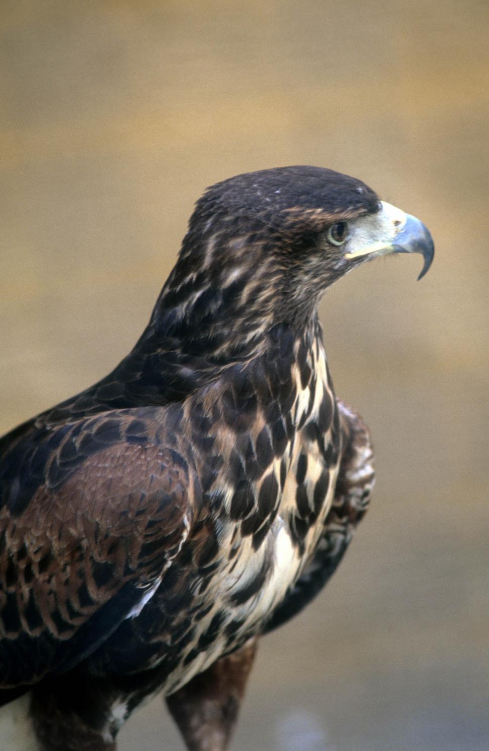 Free Image of Red tailed hawk 