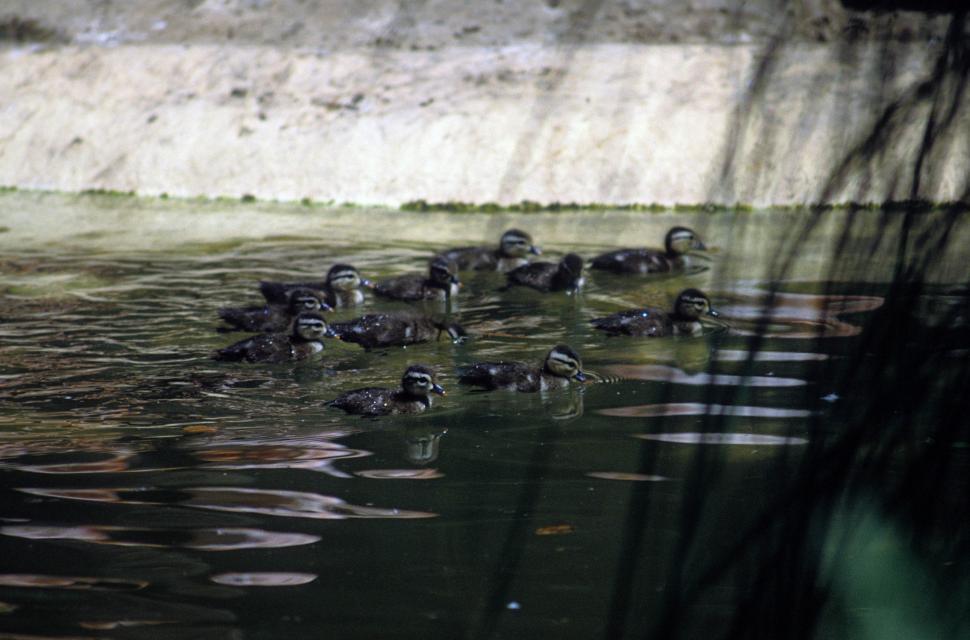 Free Image of Ducklings 