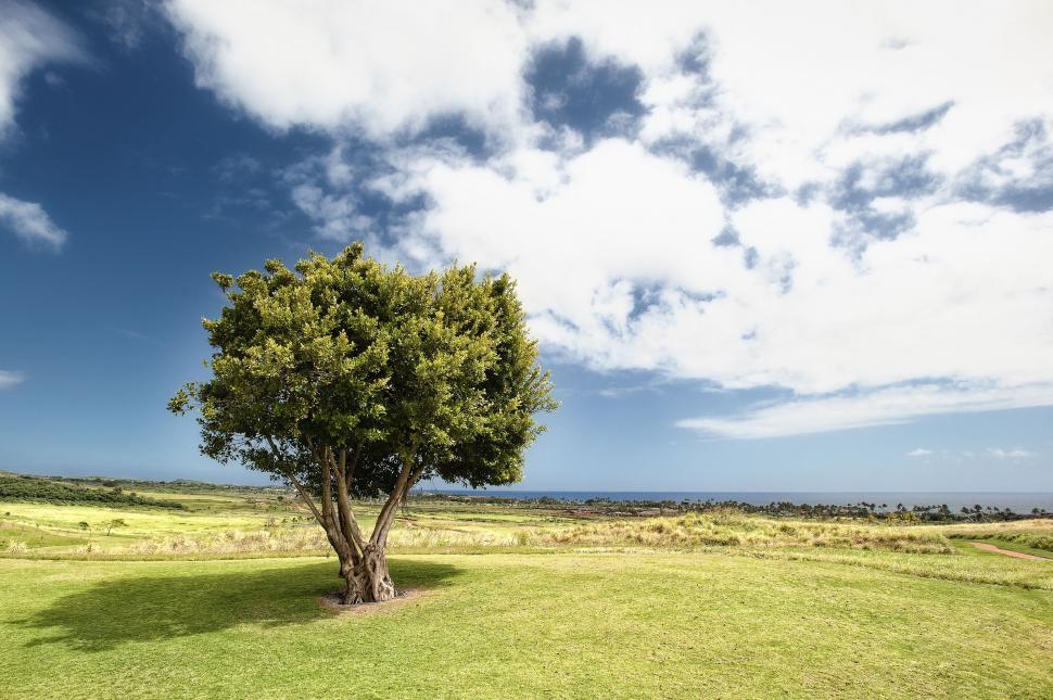 Free Image of Solitary tree standing in open grass field under blue sky 