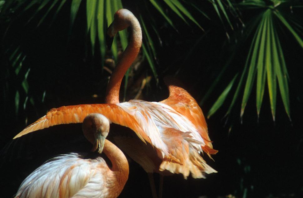Free Image of Pink flamingos 
