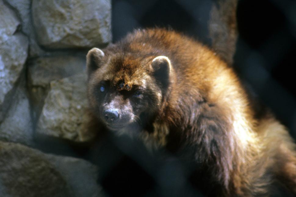 Free Image of Bear 
