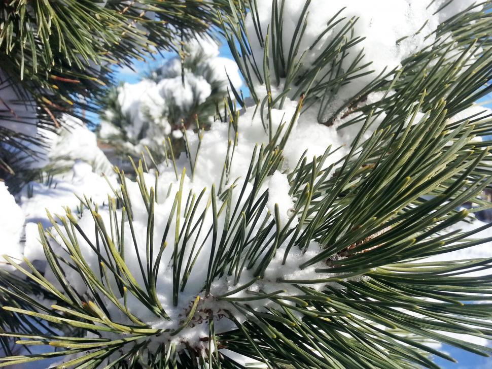 Free Image of Snow-covered pine needles close-up 