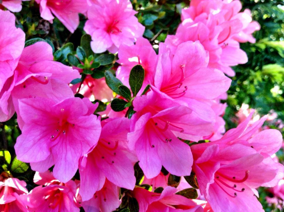 Free Image of Vibrant pink azaleas in full bloom 