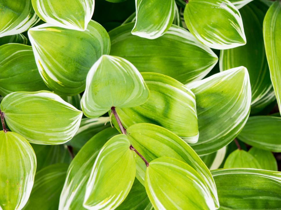 Free Image of Vibrant green variegated leaves close-up 
