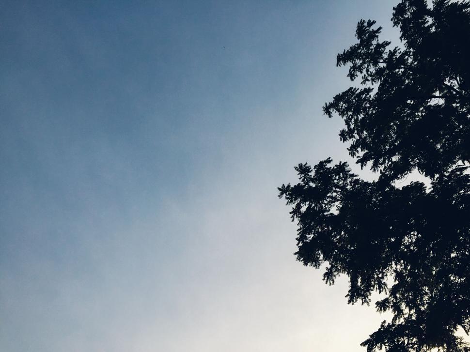 Free Image of Blue sky with tree silhouette at sunset 