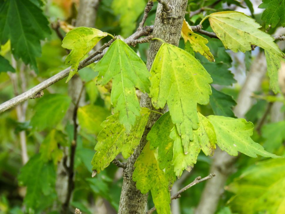 Free Image of Vibrant green leaves on thin branches 