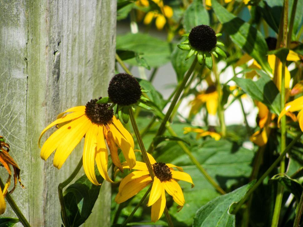 Free Image of Yellow coneflowers by rustic wooden post 