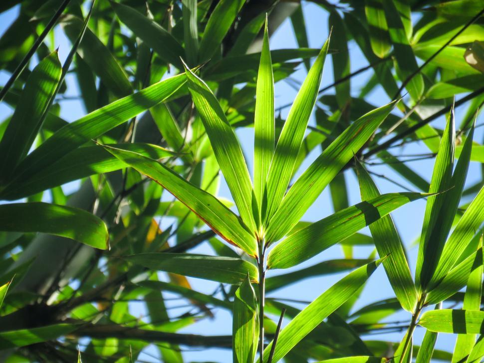 Free Image of Close-up of bright green palm leaves 