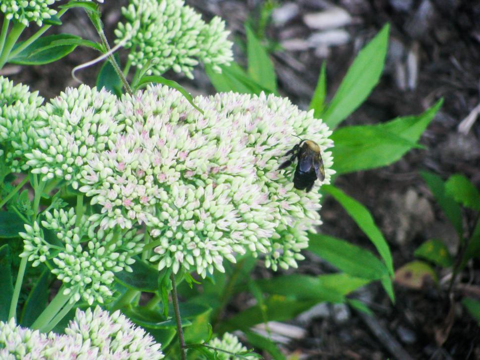 Free Image of Bumblebee on white flower cluster 