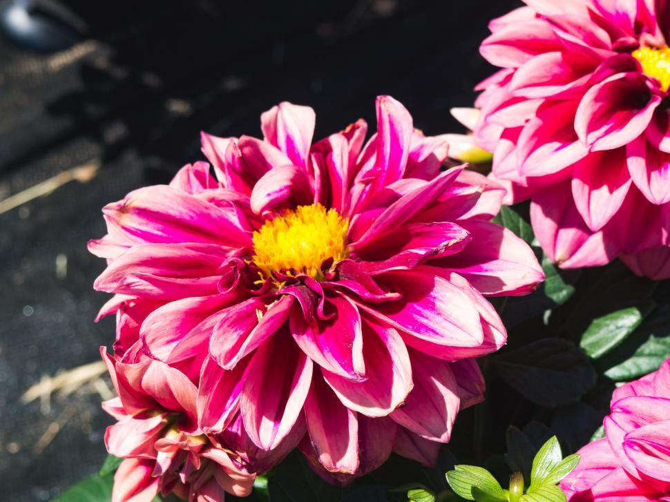 Free Image of Pink dahlia flower in full bloom 